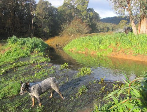 Permaculture Earthworks Course